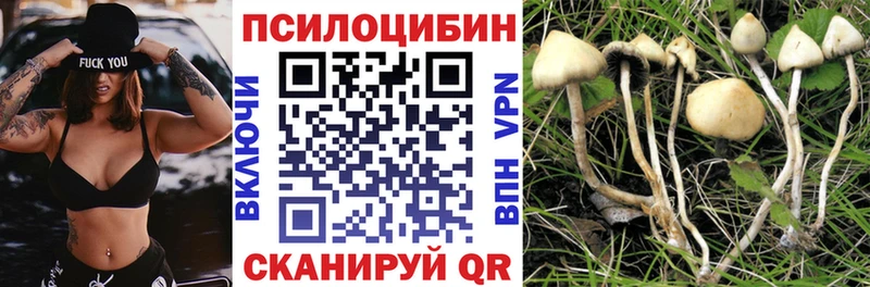 купить   Грязи  Галлюциногенные грибы мицелий 